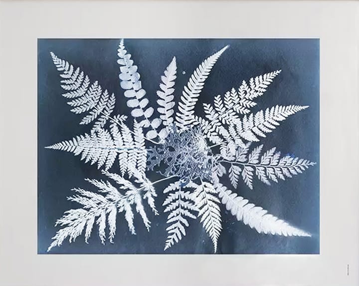 Fern star ポスター, 40x50 cm Fine Little Day | ファインリトルデイ