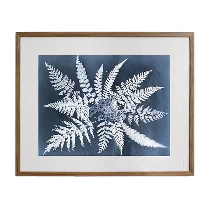 Fern star ポスター, 40x50 cm Fine Little Day | ファインリトルデイ