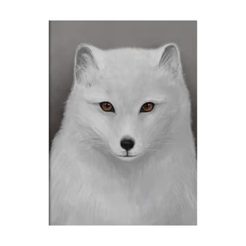 Arctic fox ポスター - 30x40 cm - Kunskapstavlan®