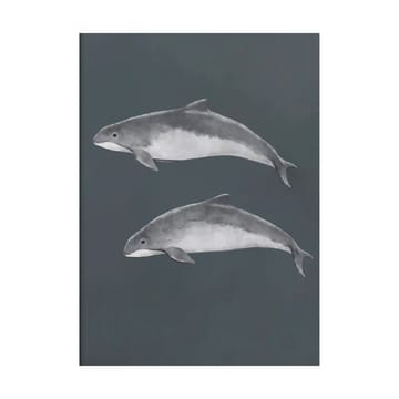 Baltic porpoise ポスター - 30x40 cm - Kunskapstavlan®