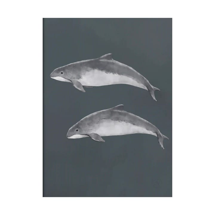 Baltic porpoise ポスター - 30x40 cm - Kunskapstavlan®