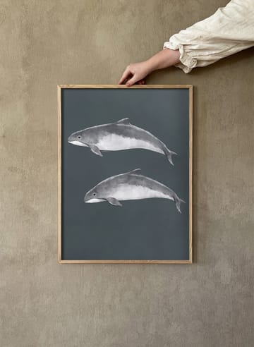 Baltic porpoise ポスター - 30x40 cm - Kunskapstavlan®