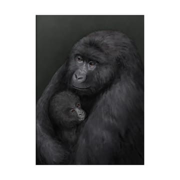 Mountain gorilla ポスター - 50x70 cm - Kunskapstavlan®