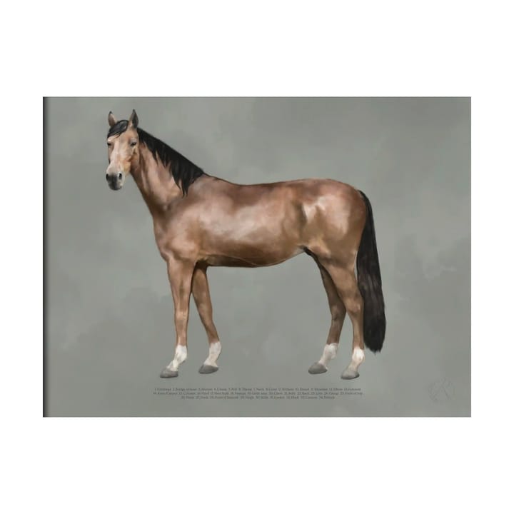 The anatomy of the horse ポスター - 30x40 cm - Kunskapstavlan®