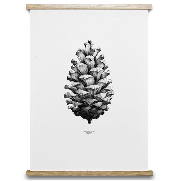 1:1 Pine cone ポスター, white, 50x70 cm Paper Collective | ペーパーコレクティブ